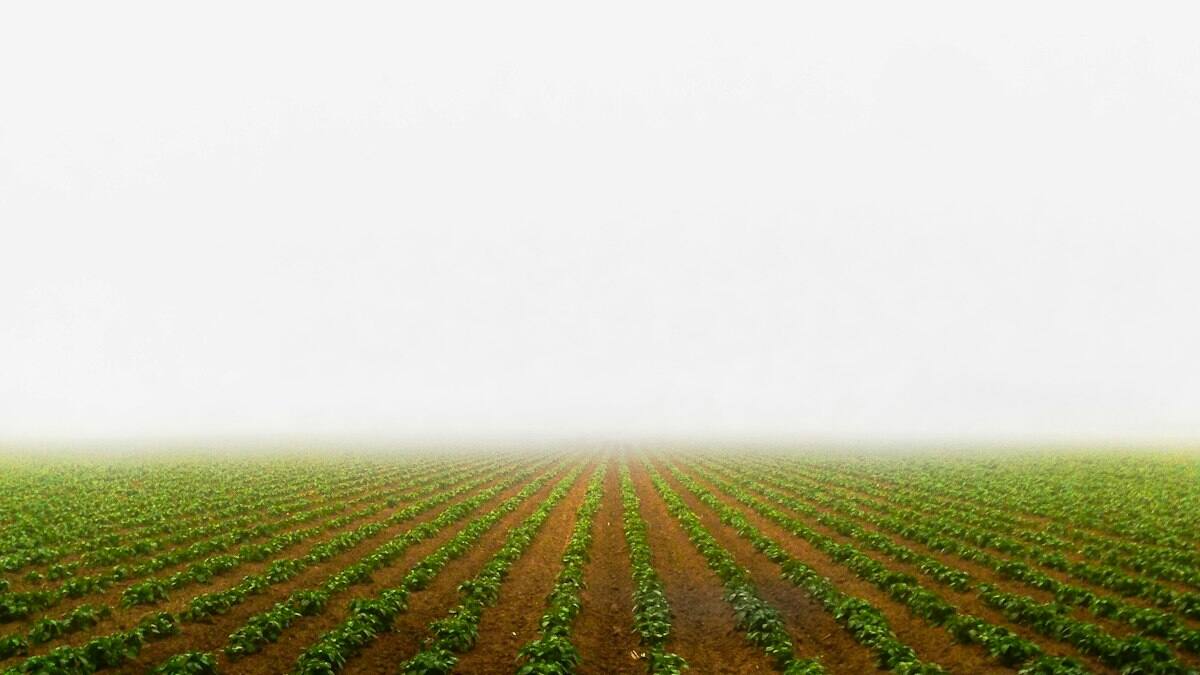 Rows of cultivated crops in a field
