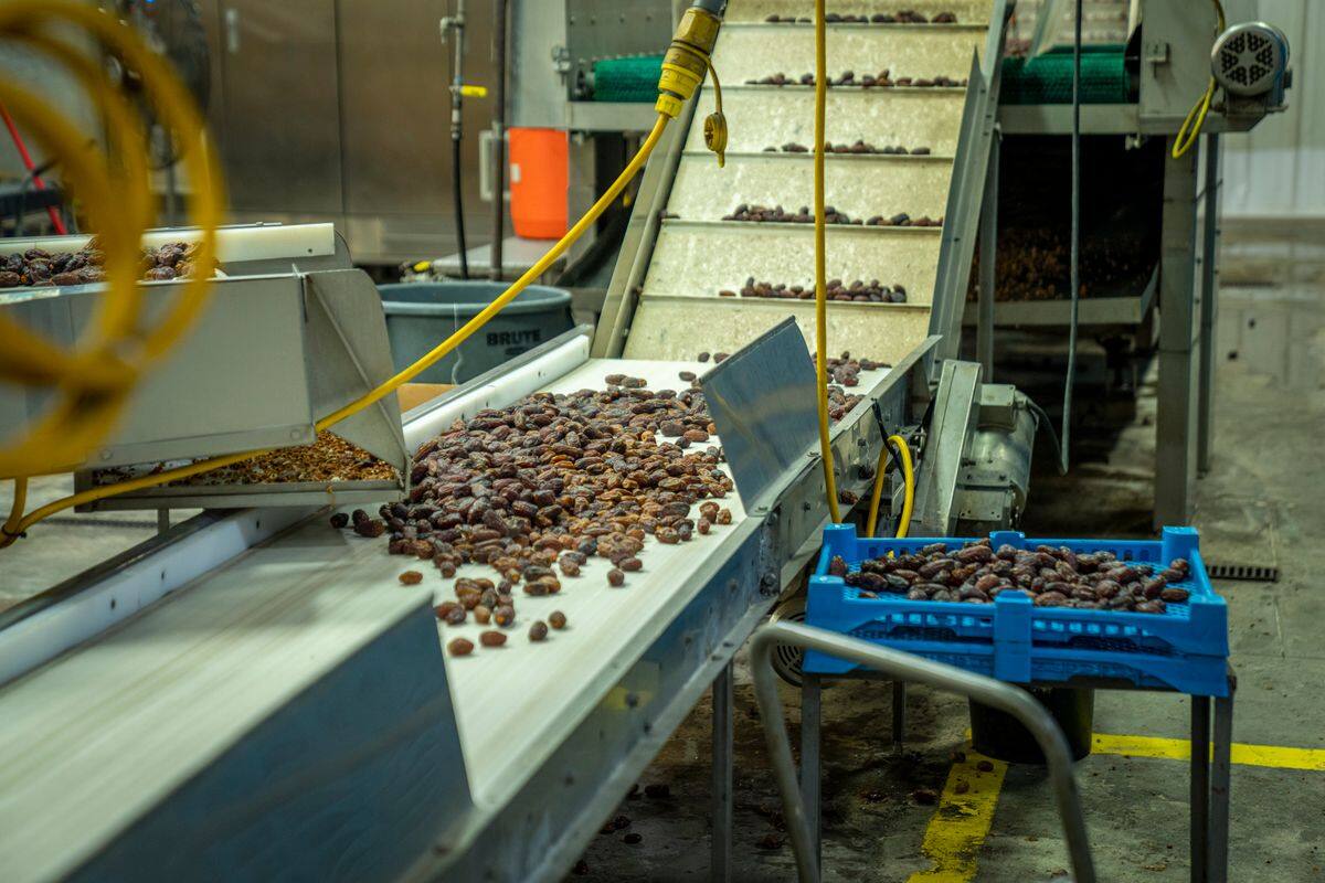 Produce moving along a food-processing conveyor